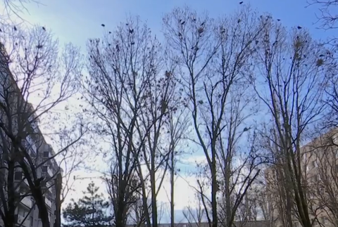 Havrany v Nových Zámkoch 2