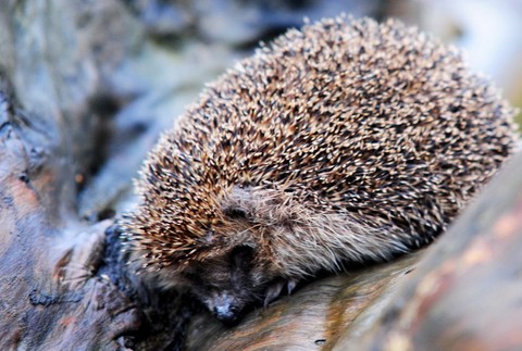 Nezbudská Lúčka  ježko záchrana 2