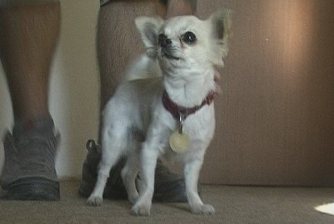 Stratená čivava_Spišská Nová Ves_majiteľ