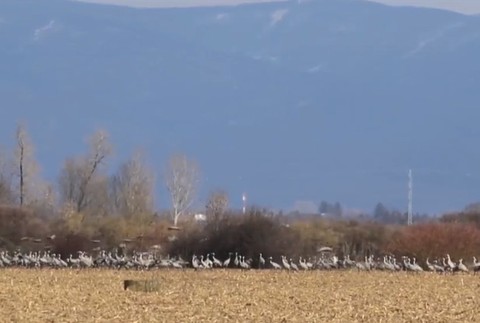 FOTO: Exotika priletela na Zemplín. Pozrite si unikátne zábery Žeriavov popolavých 