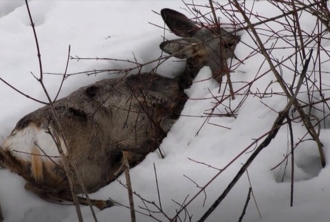 Srnec v snehu 