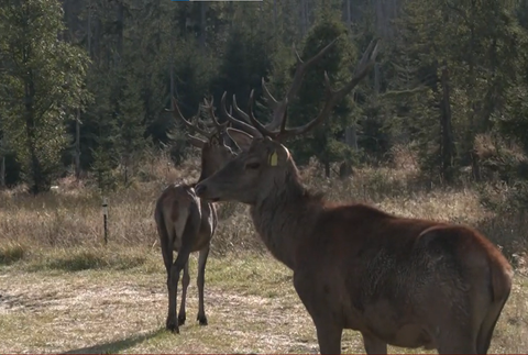 Polepšovňa pre jelene