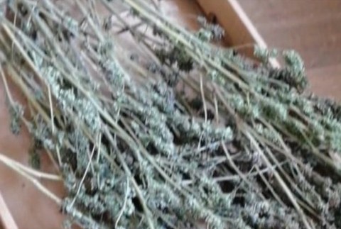 Zaistili vyše 18 kg marihuany.