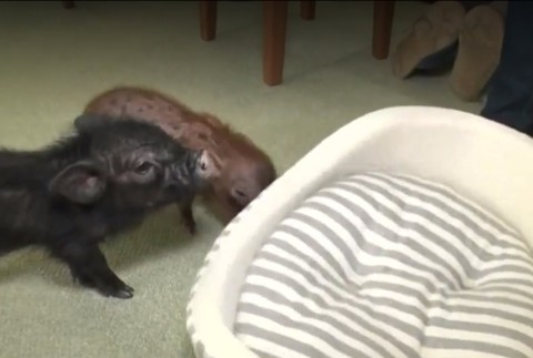 Nová destinácia pre milovníkov zvierat. Otvorili kaviareň plnú mini prasiat