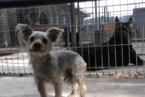 Nechcené šteniatka zachránili v poslednej chvíli. 