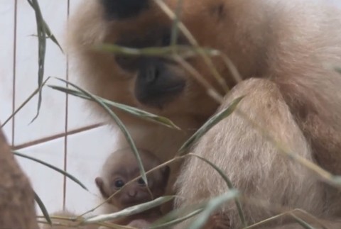 Brány bojnickej ZOO opustila samica gibona Kim. Putuje až do Ruska