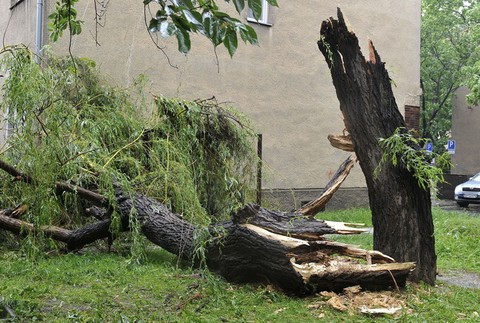 Zrútený strom na Velehradskej ulici v Bratislave