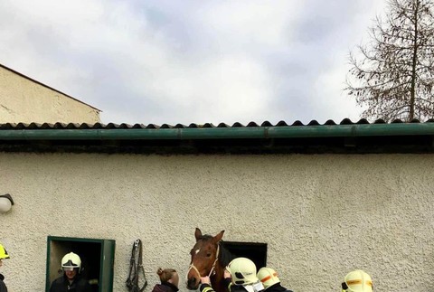 kôň bol zaseknutý v okne