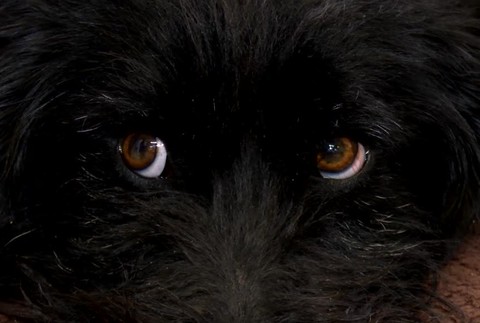 [multi] Zachránený psík 1548