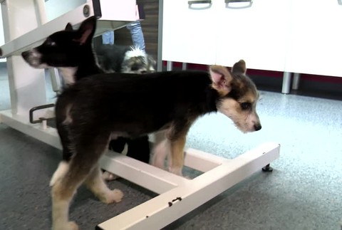 [multi] Vyhodene steniatka za dedinou 8684