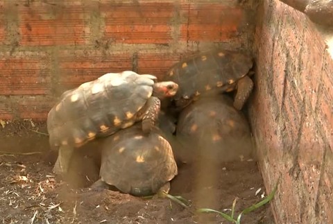 Stovky zvierat utekajú pred požiarom v Amazonskom dažďovom lese. V Bolívii pre ne stavajú útulky