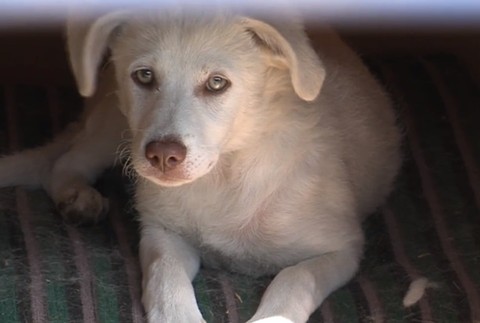 Muž vyniesol z auta škatuľu a odišiel. Svedkyňa ale zbadala, že nebola prázdna