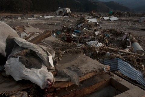 Pohľad na kravu, ktorá neprežila ničivé cunami v Japonsku