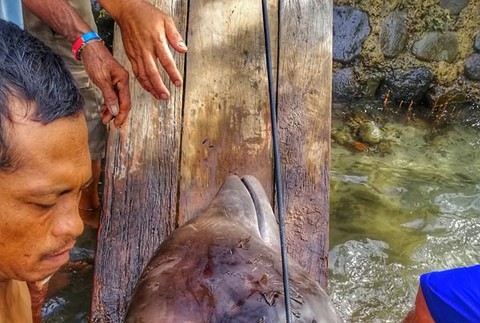 Na Filipínach oceán vyplavil veľrybu. V žalúdku mala 40 kíl plastového odpadu