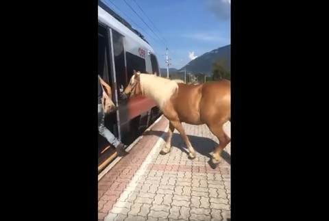 Muž nastupuje s koňom do vlaku