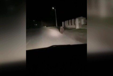 [multi] medvede 1531