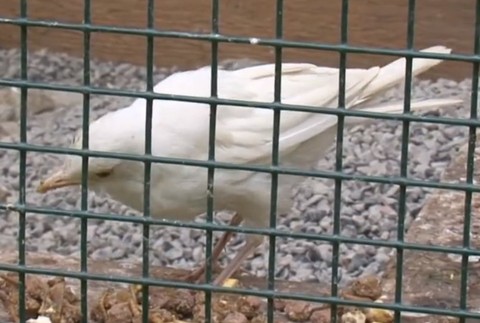 Namiesto čierneho biely. Takéto sfarbenie drozda sa často nevidí