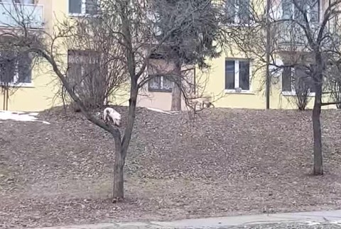 Dve prasatá na úteku potrápili policajtov a skomplikovali dopravu