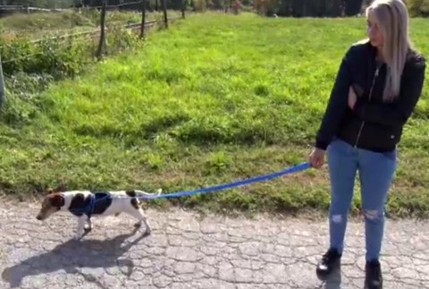 Pes, ktorý prežil v rokline a v sáčku