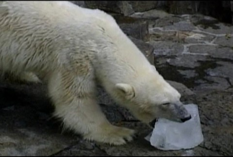 polarny medved v zoo