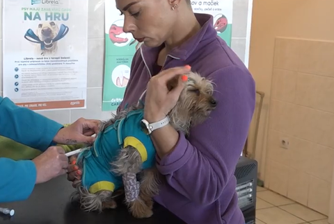 Túlavá svorka napadla psa