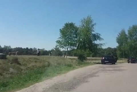 Gepardi a návštevníci