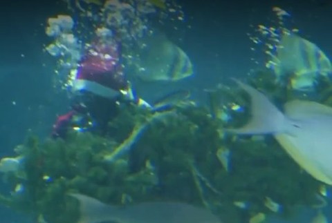 Stromček pre žralokov