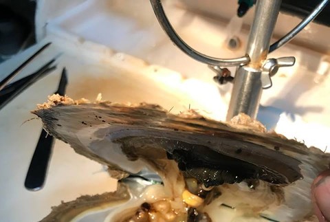 Nečakaný objav. Lastúra s 10 perlami 