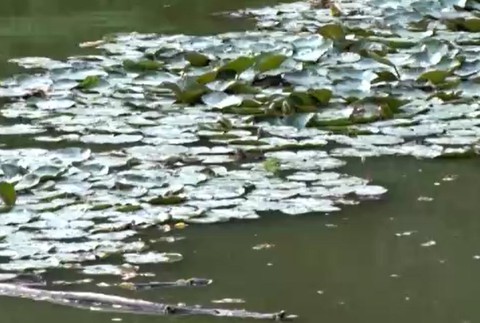 Na hladine medzi leknami našli nehybné telo ženy.