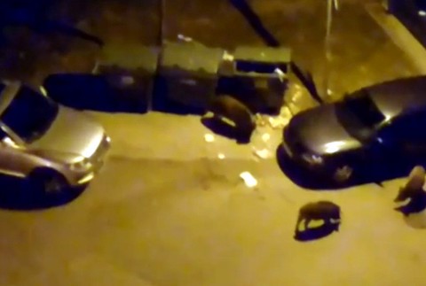 Diviaky na sídlisku 