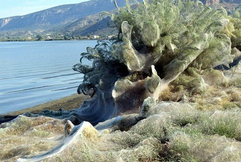 Pavúčia sieť na pobreží Grécka