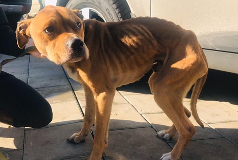 Rozhorčené statusy nenechali policajtov chladnými. Pomohli psíkovi, ktorý mal byť dlhú dobu o hlade a smäde