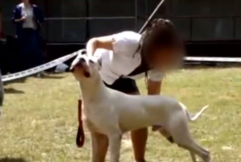 Vandal sa konečne vrátil domov. Súd o psovi rozhodoval takmer tri roky