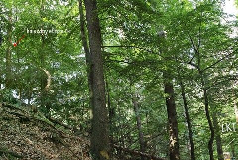 Orol skalný v Bielych Karpatoch