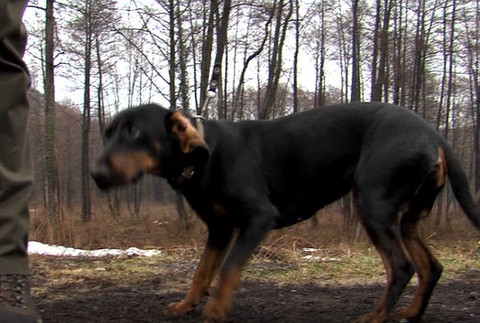 Pátračka so šťastným koncom. Sučka Elza je po 2 mesiacoch konečne doma