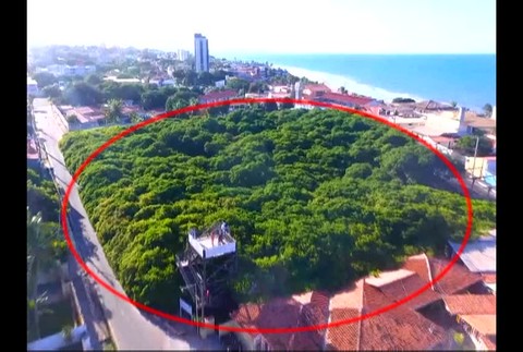 [multi] Strom kešu zaberá plochu väčšiu ako futbalové ihrisko. Láka turistov z celého sveta 2964