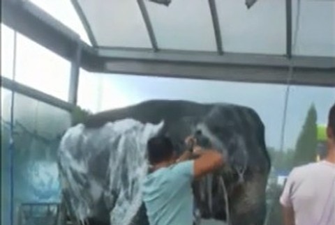 cirkusanti umývajú slona