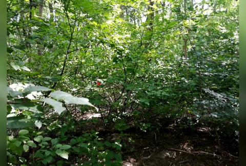 [multi] mrtva zena 548