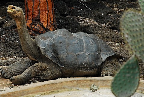 Galapágska korytnačka Lonesome George