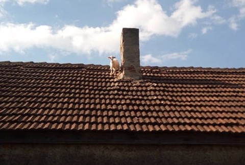 Košickí hasiči zachránili kozičku zo strechy.