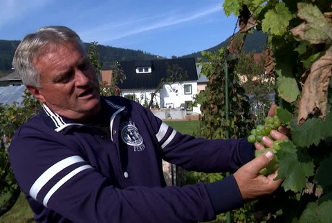 [multi] Pestuje 580 druhov odrôd hrozna 1810