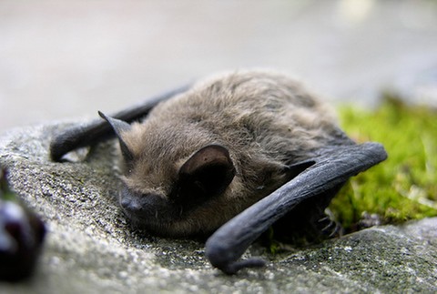 netopier lezi na kameni