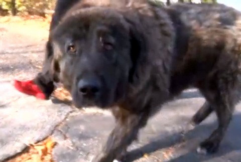 Hľadajú sa majitelia štvornohých chlpáčov. Špecialisti z útulku zachránili dve sučky zo stredu cesty