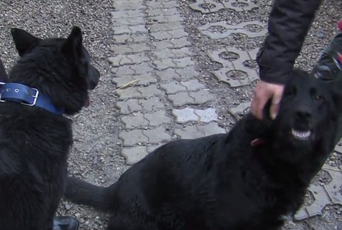 Psov údajne chcel predať na masť.