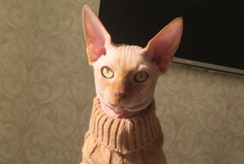 Potetovaná mačka.jpg