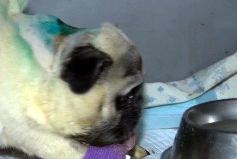 Ochranári zasiahli v poslednej chvíli. V luxusnej štvrti zanedbaného psíka červy žrali zaživa