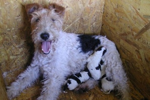 Ukradli sučky foxteriéra