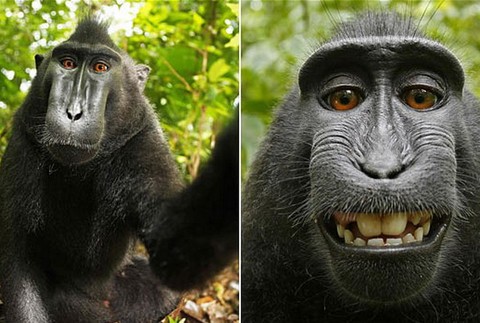 Opica sa fotila pred objektívom