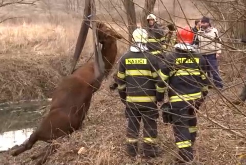 Hasiči mali nezvyčajný zásah. Z potoka vyťahovali uviaznutú kobylu