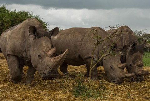 Ján Husár fotografoval nosorožce